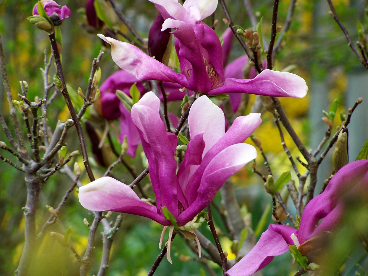 magnolia flower  nature  plant free photo