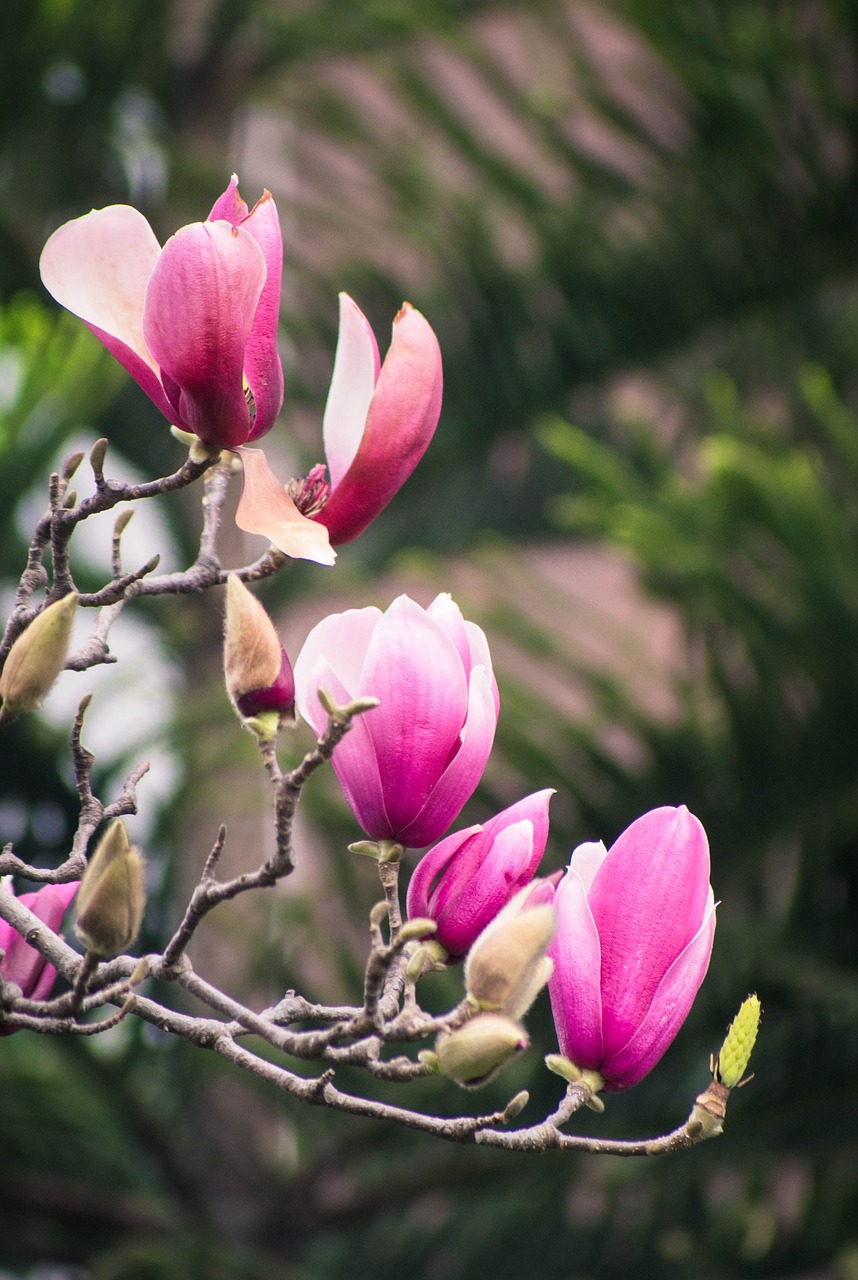 magnolia flower spring canton free photo