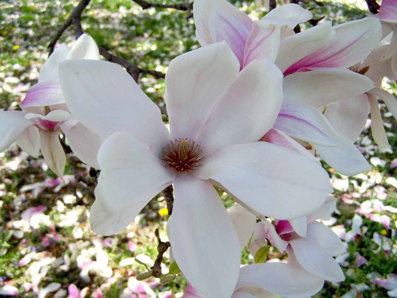 magnolia flower spring bloom tulip tree free photo