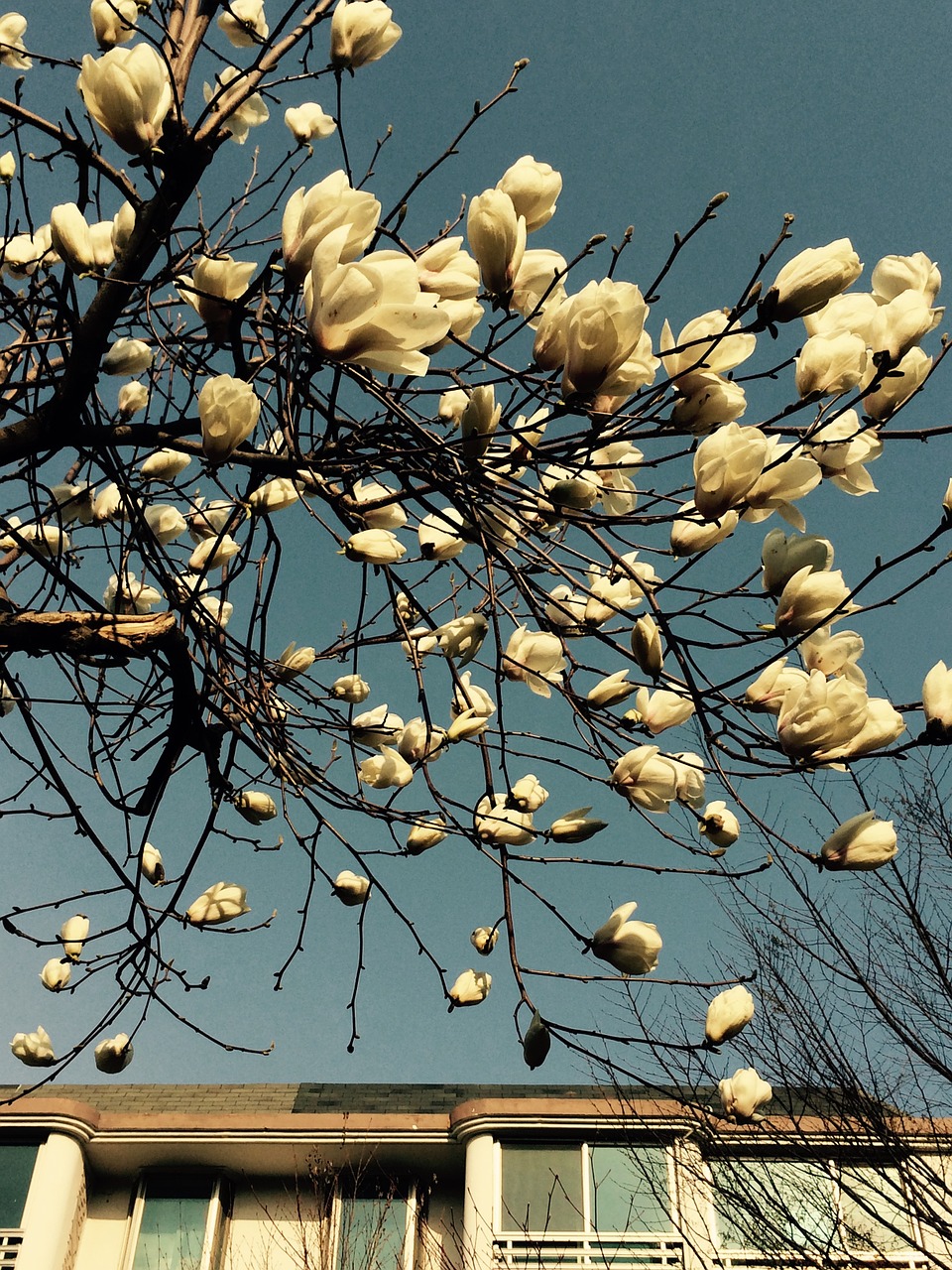 magnolia flower sky landscape free photo