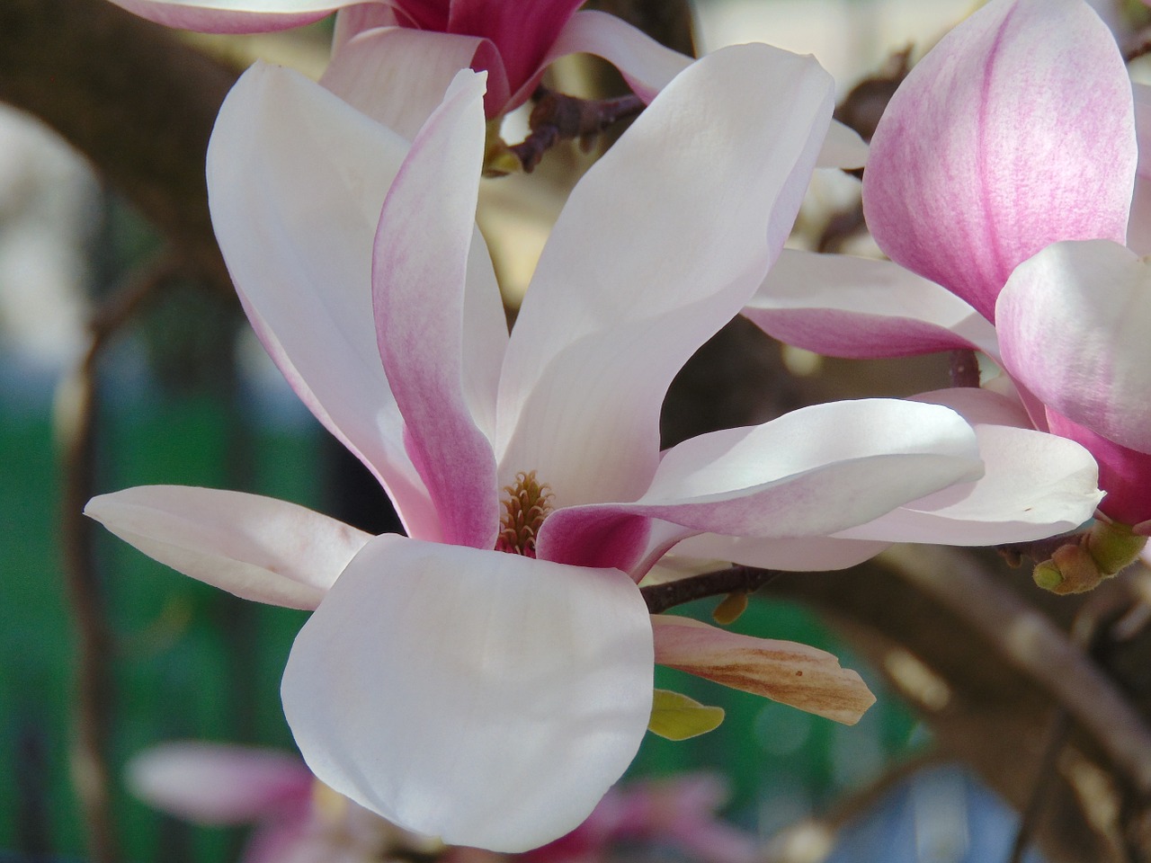 magnolia flower flower tulip tree free photo