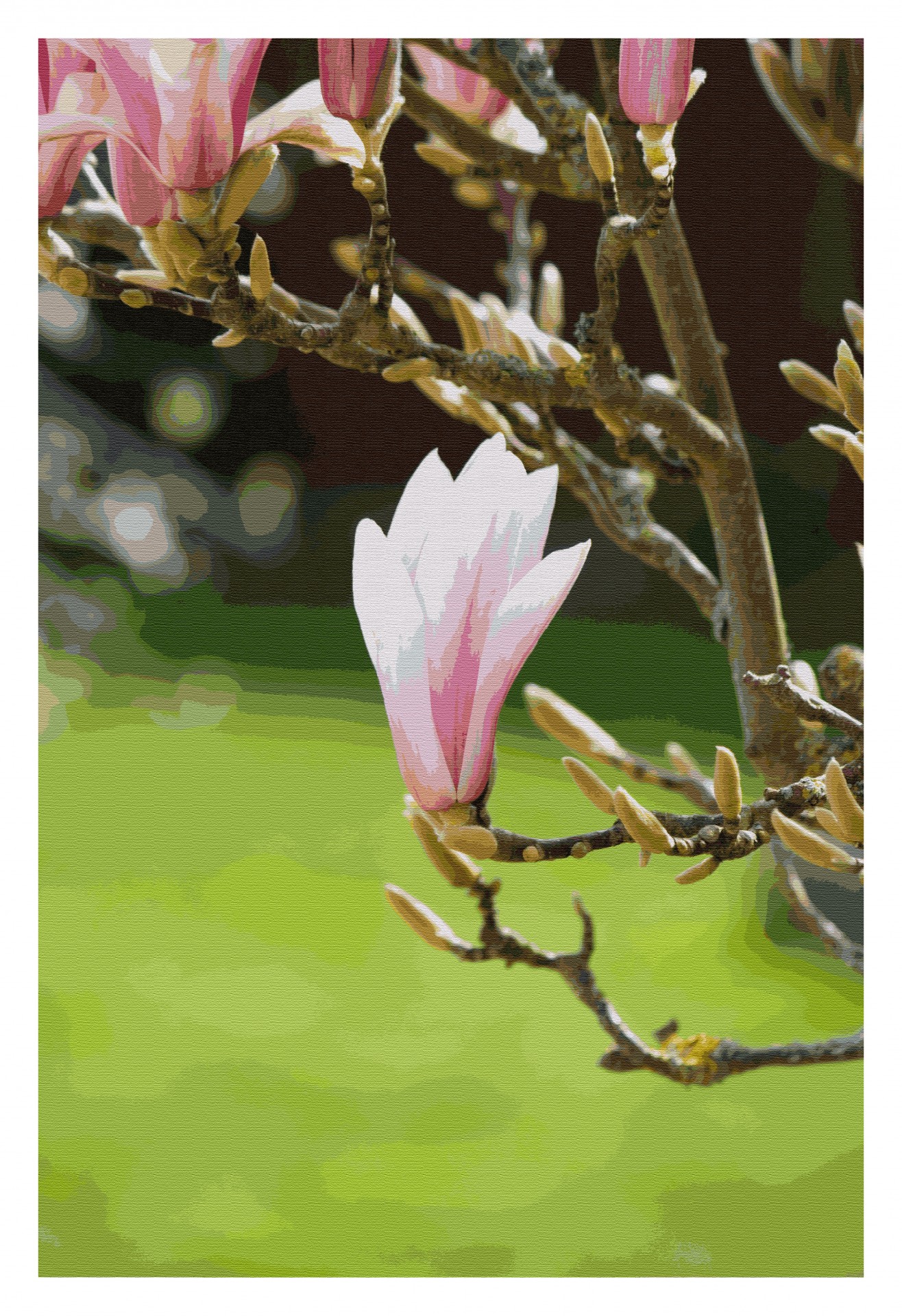 magnolia magnolia flower flower free photo