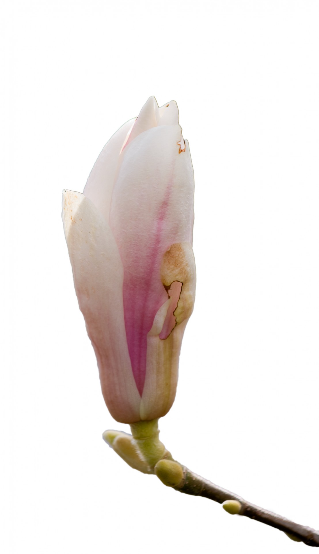 magnolia flower bloom free photo