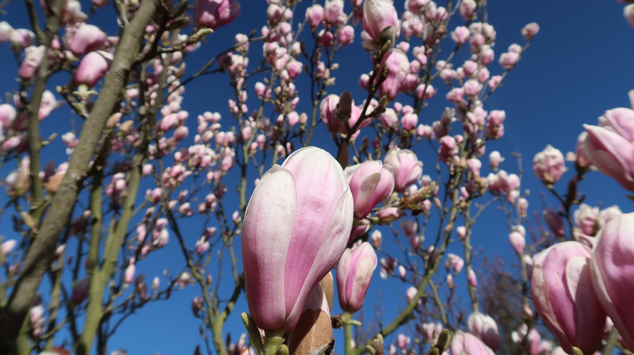 magnolia flowers flowers pink free photo