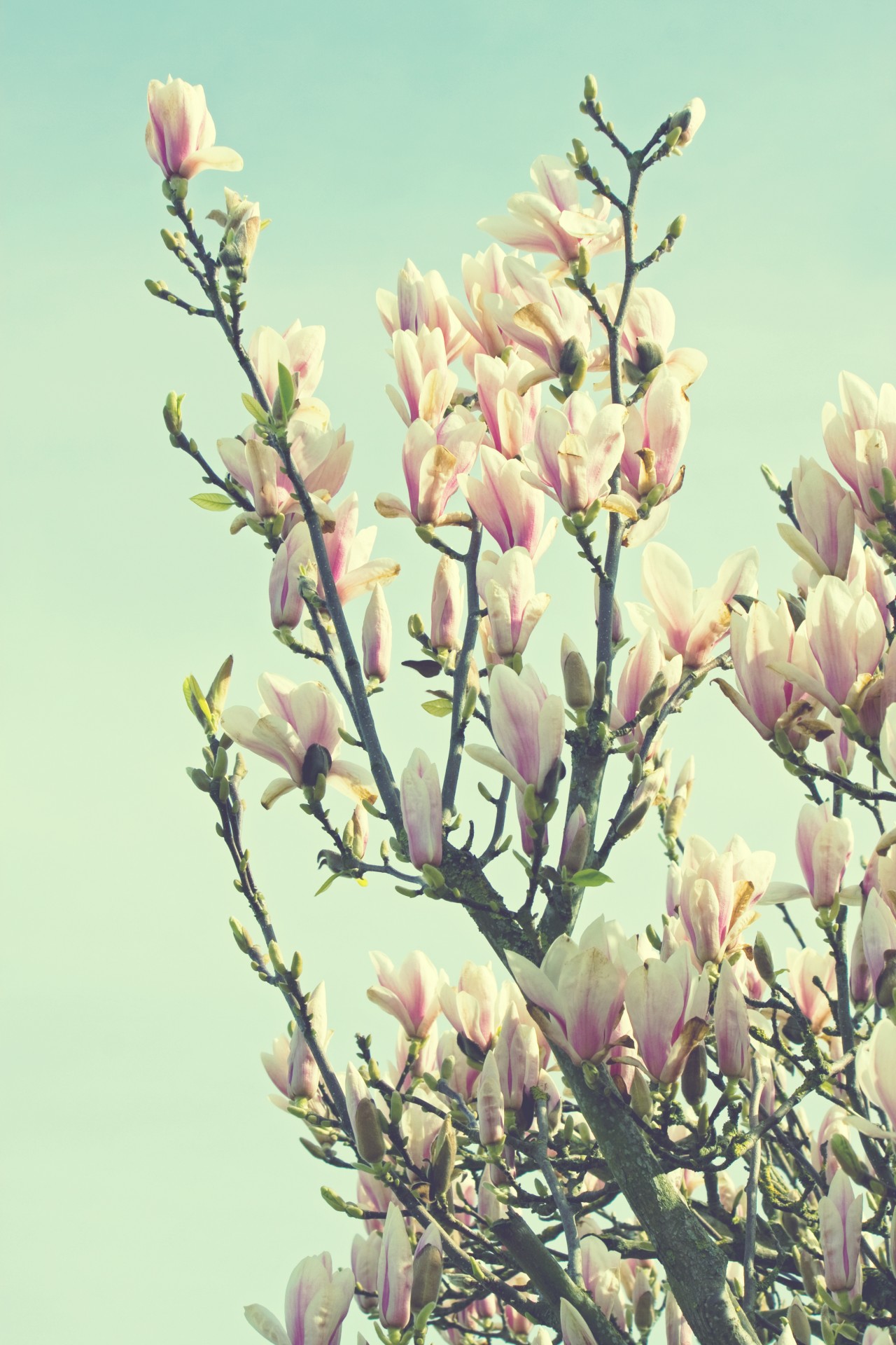 magnolia flowers blooms free photo