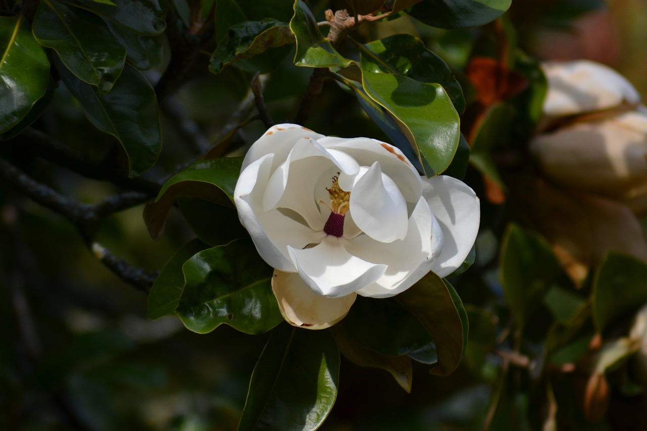 magnolia grandiflora southern magnolia white flower free photo