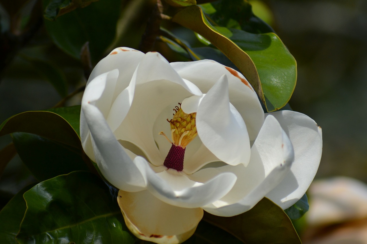 magnolia grandiflora southern magnolia white flower free photo