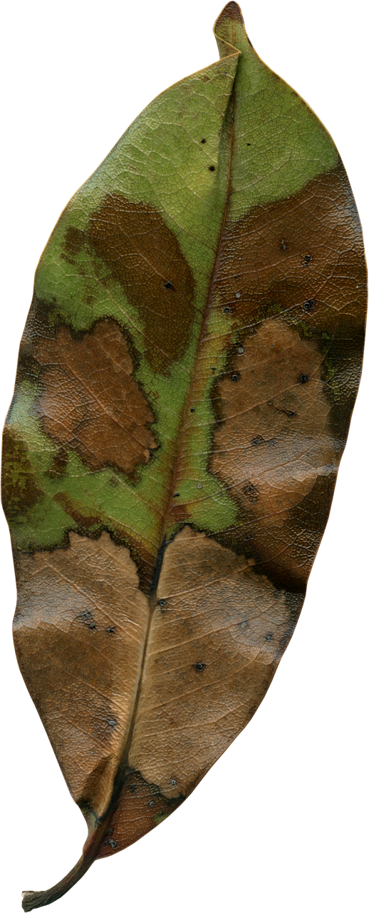 magnolia leaf fall autumn free photo