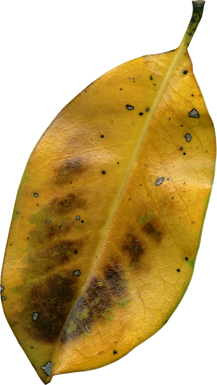 magnolia leaf fall autumn free photo