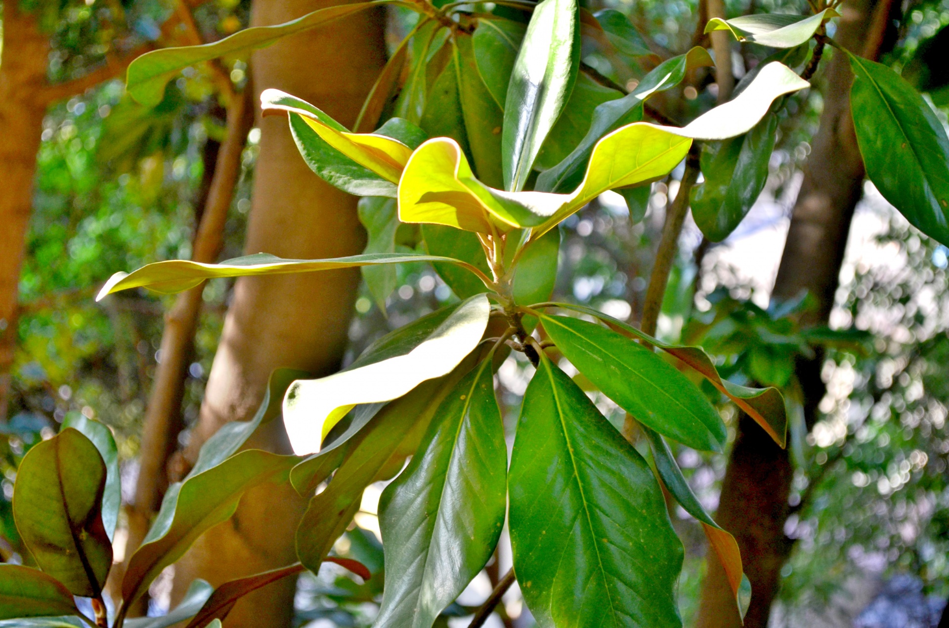 tree flowers magnolia free photo