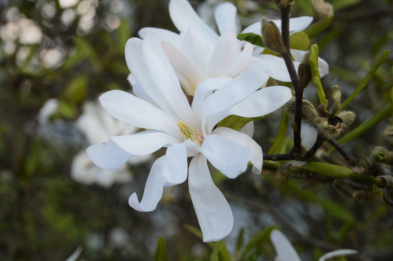magnolia star  magnolia  flower free photo