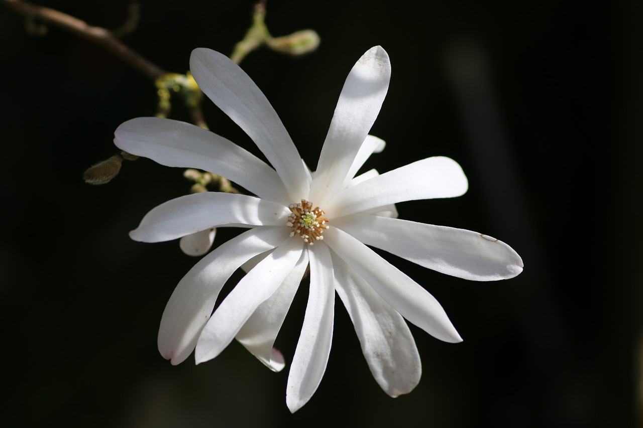 magnolia stellata flower magnolia free photo