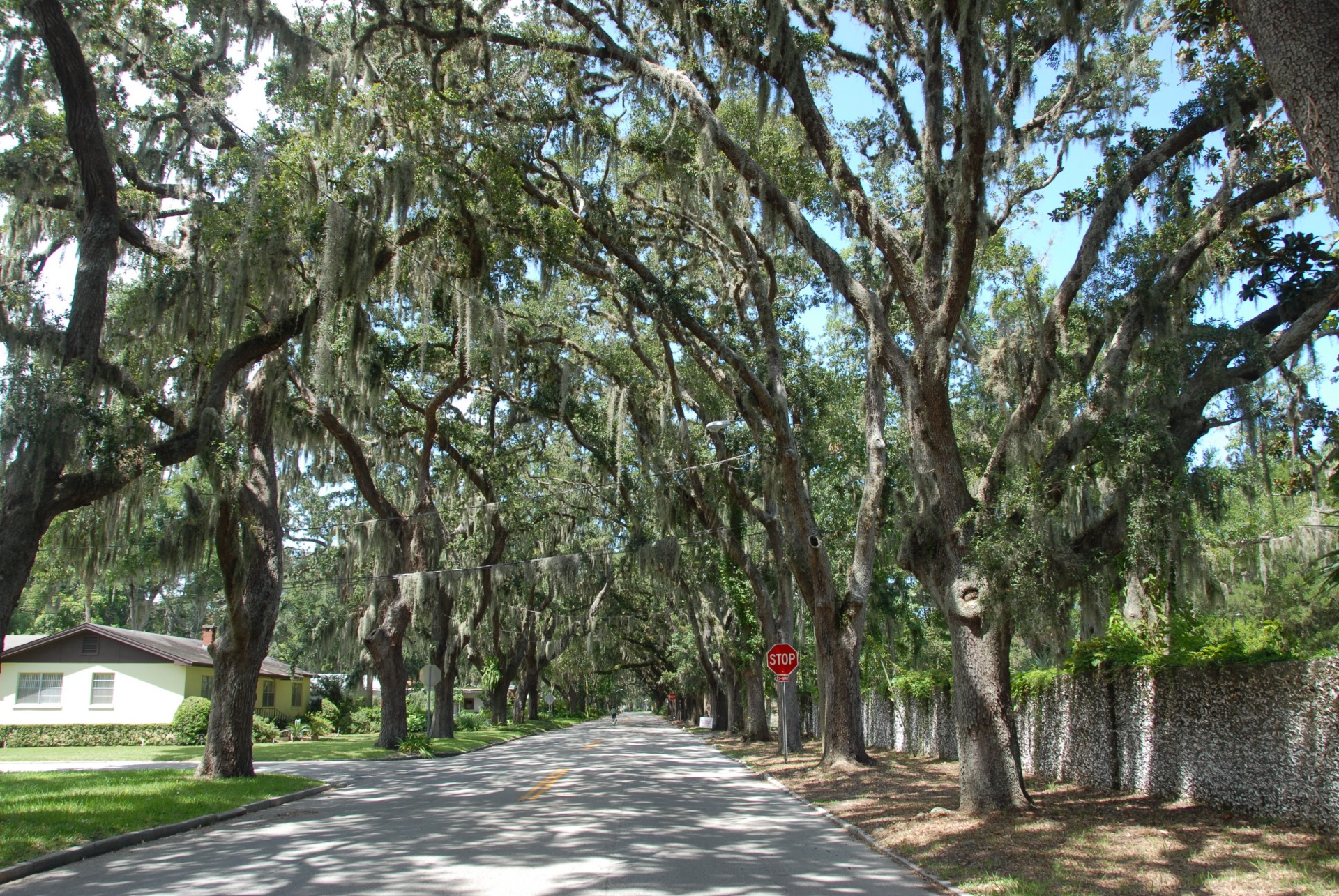 shaded street shade free photo