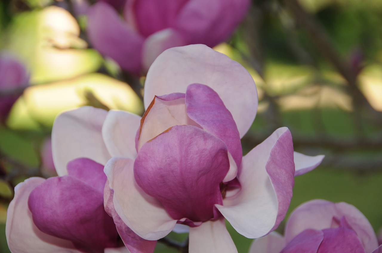 magnolia tree flower flowering tree free photo