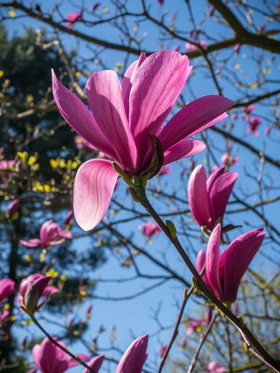 magnolia tree blossom flower free photo