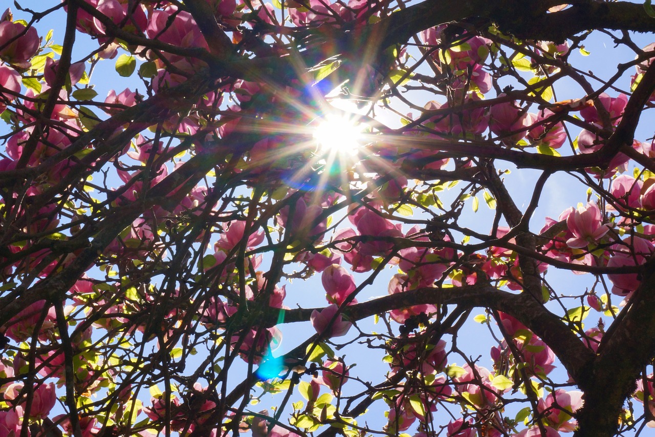 magnolia tree back light spring free photo