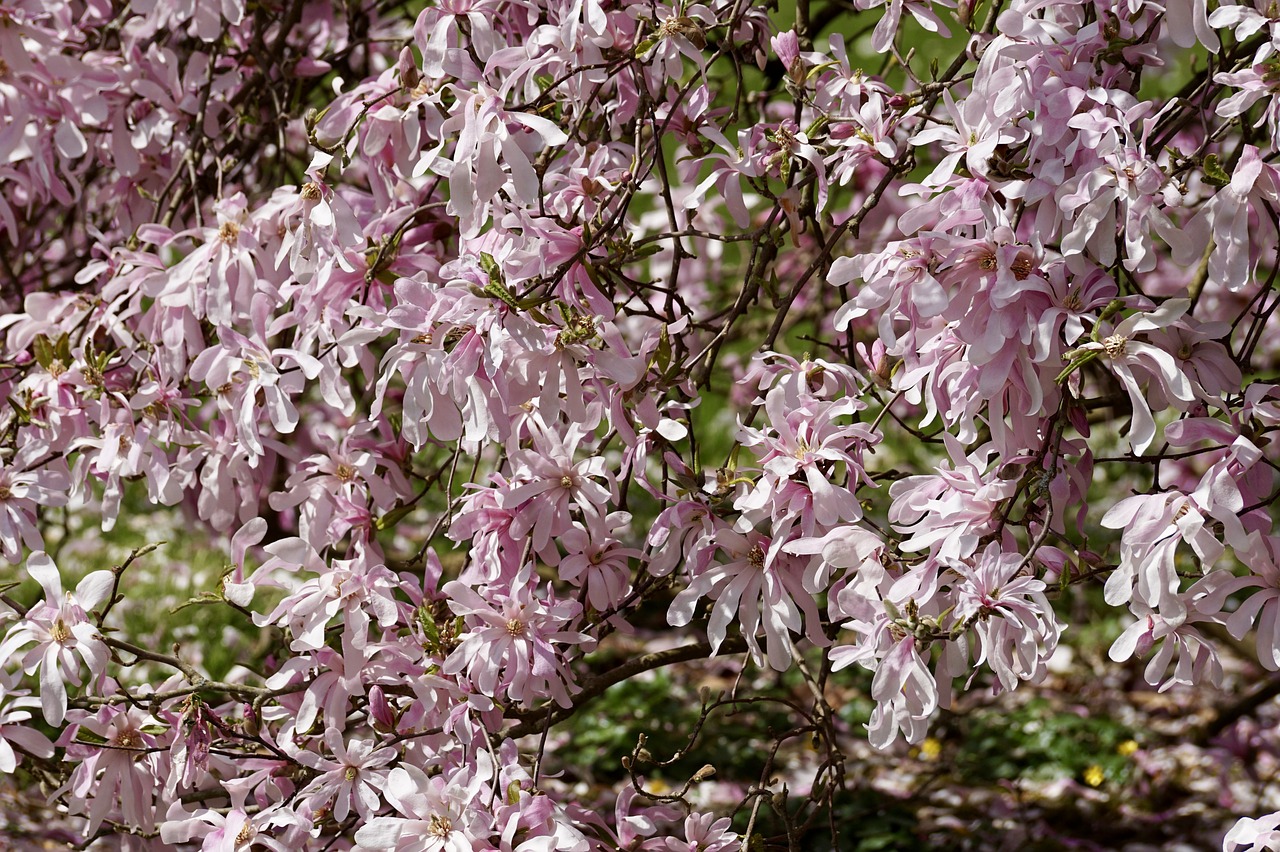 magnolia tree  magnolia  pink free photo