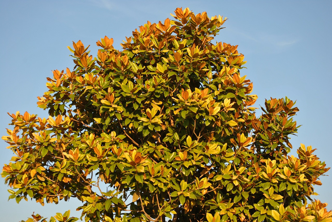 magnolia tree magnolia fall free photo