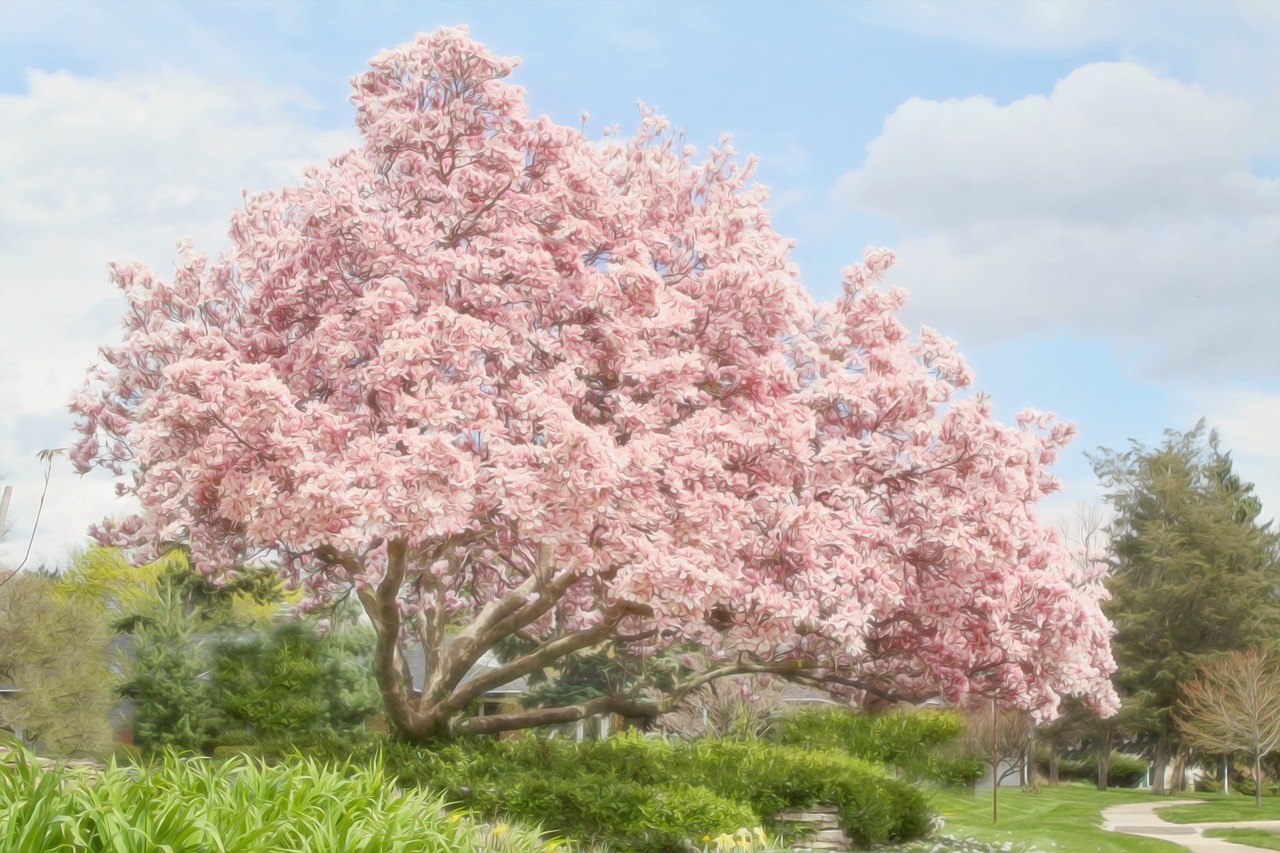 magnolia tree spring pink free photo