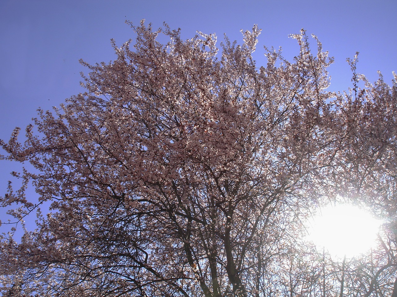 magnolia tree spring sun free photo
