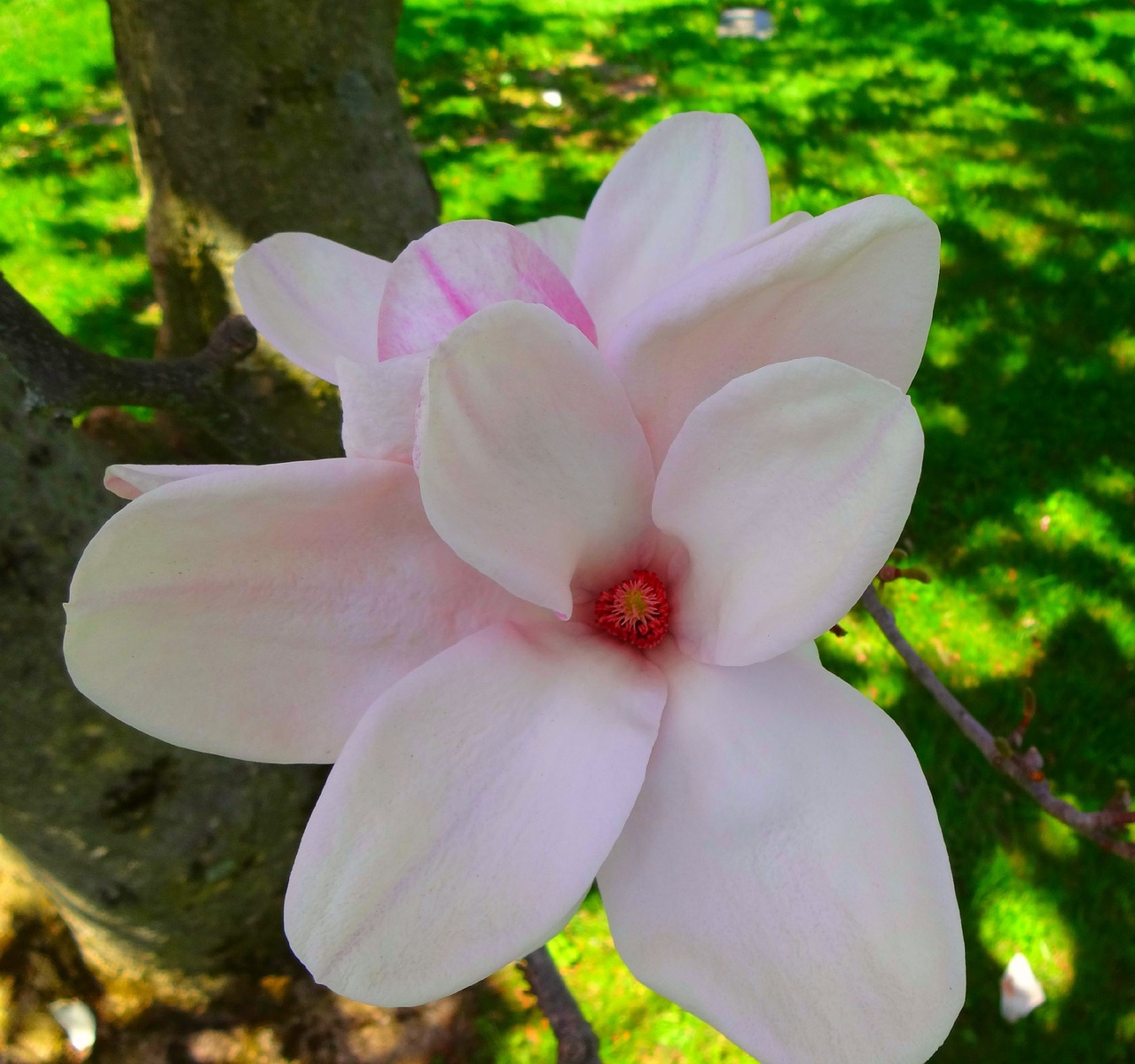 magnolia tree outdoors nature free photo