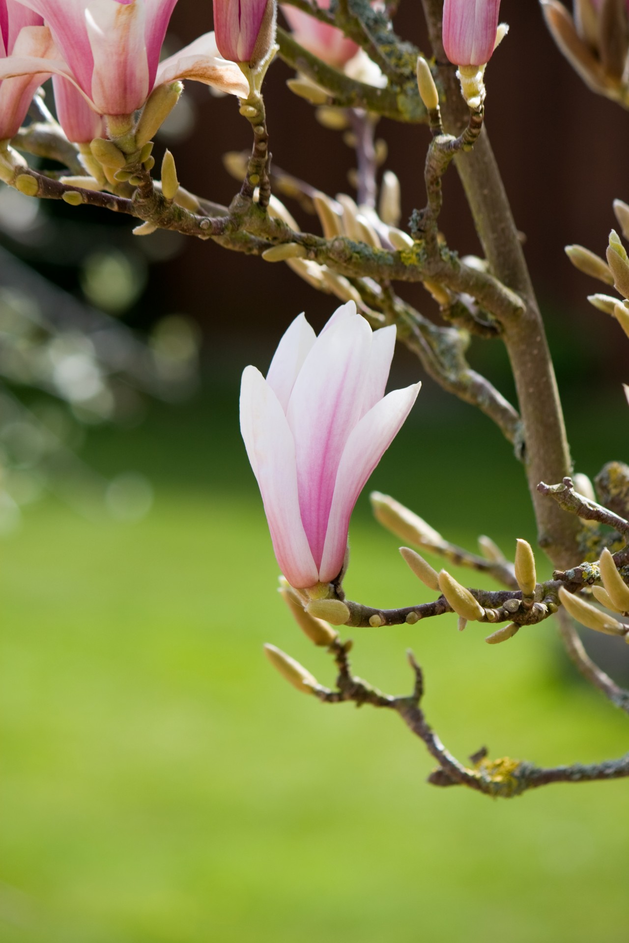 magnolia magnolia tree tree free photo