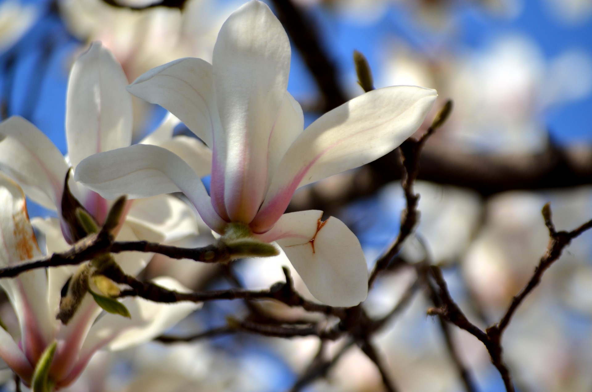 flower flowers tree free photo