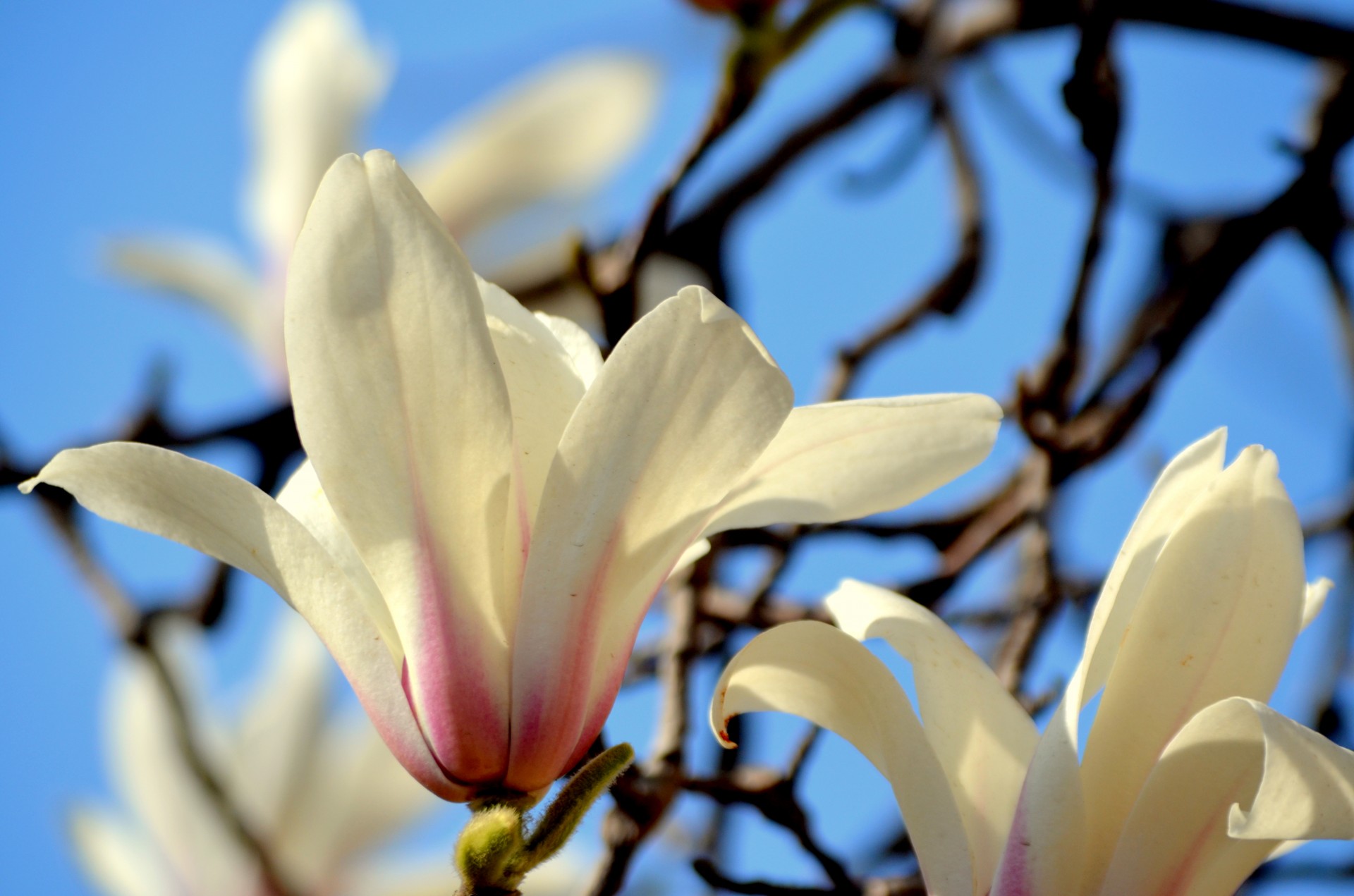 flower flowers tree free photo