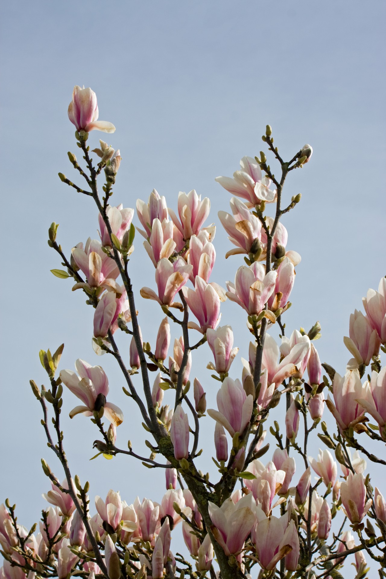 magnolia magnolias magnolia tree free photo