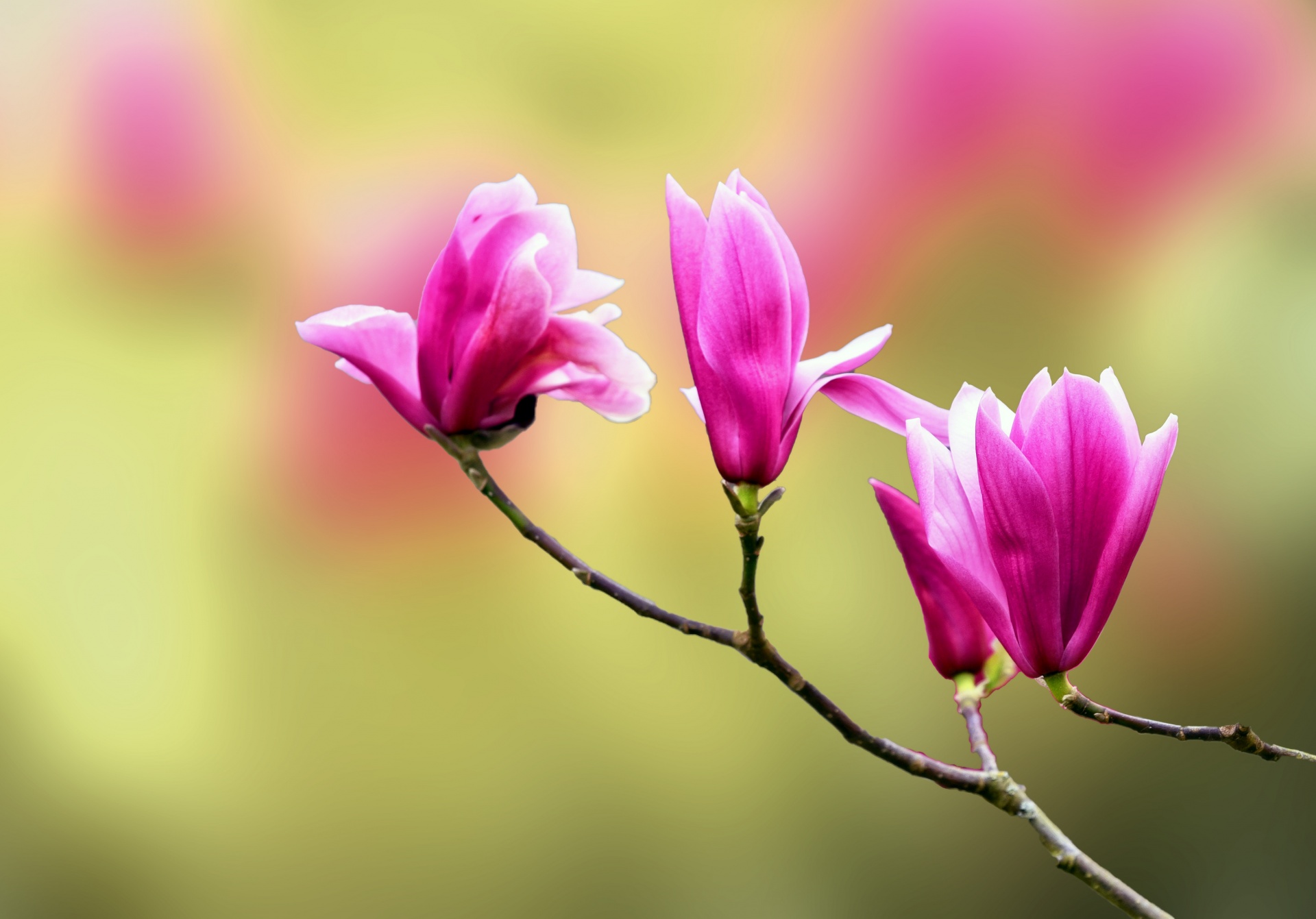 magnolia tree flowers free photo