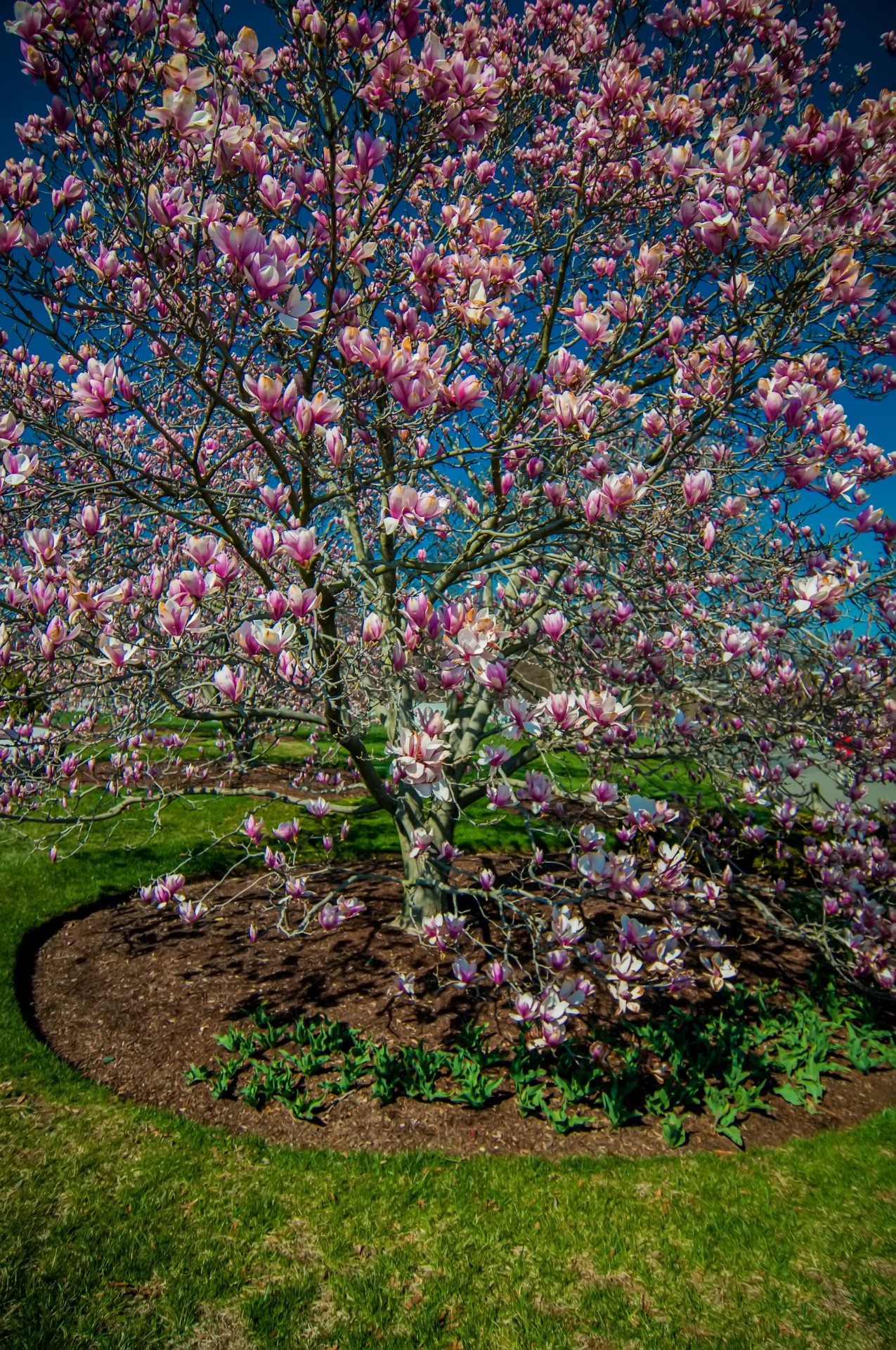 aromatic background blooming free photo