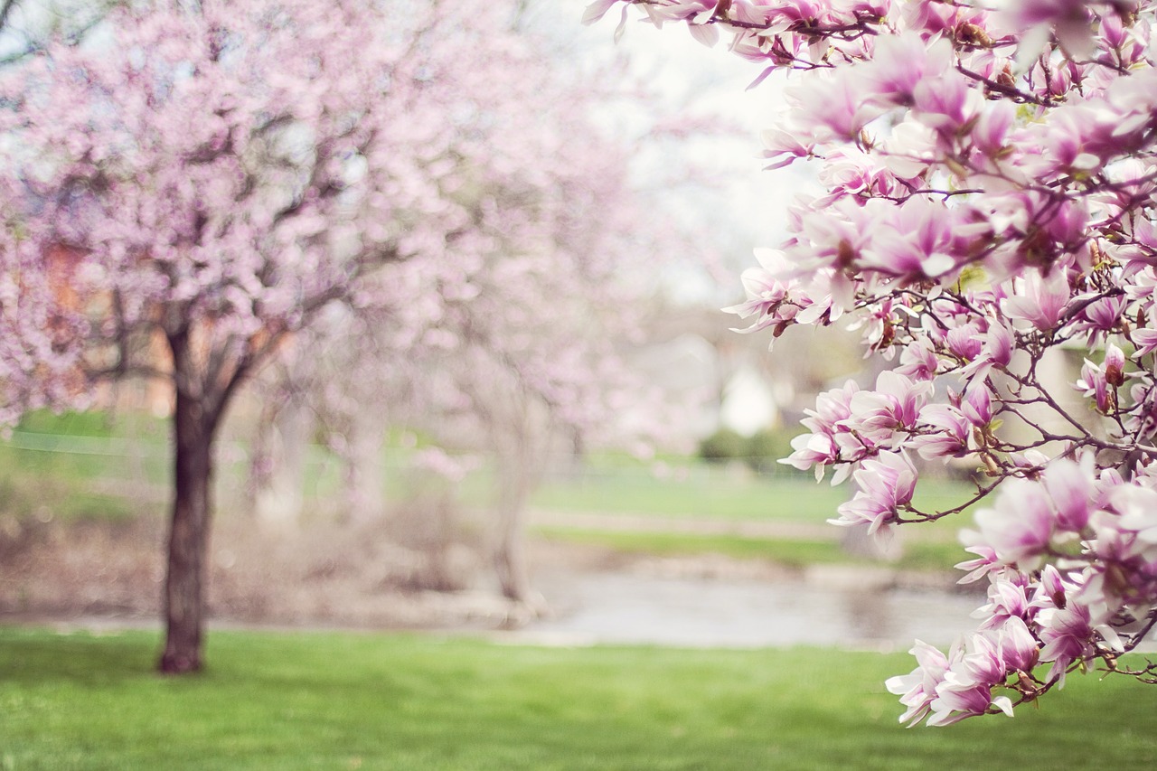 magnolia trees springtime blossoms free photo