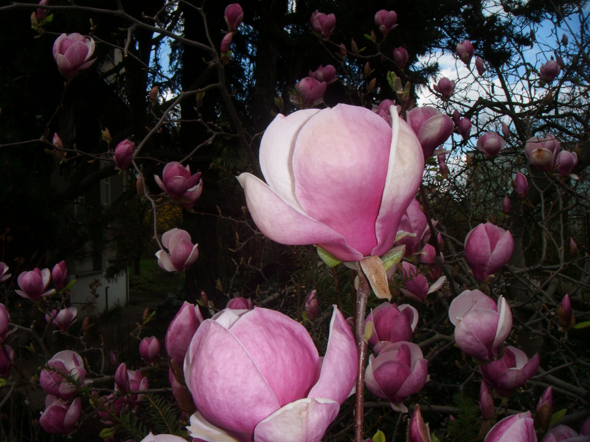 magnolia pink flower free photo