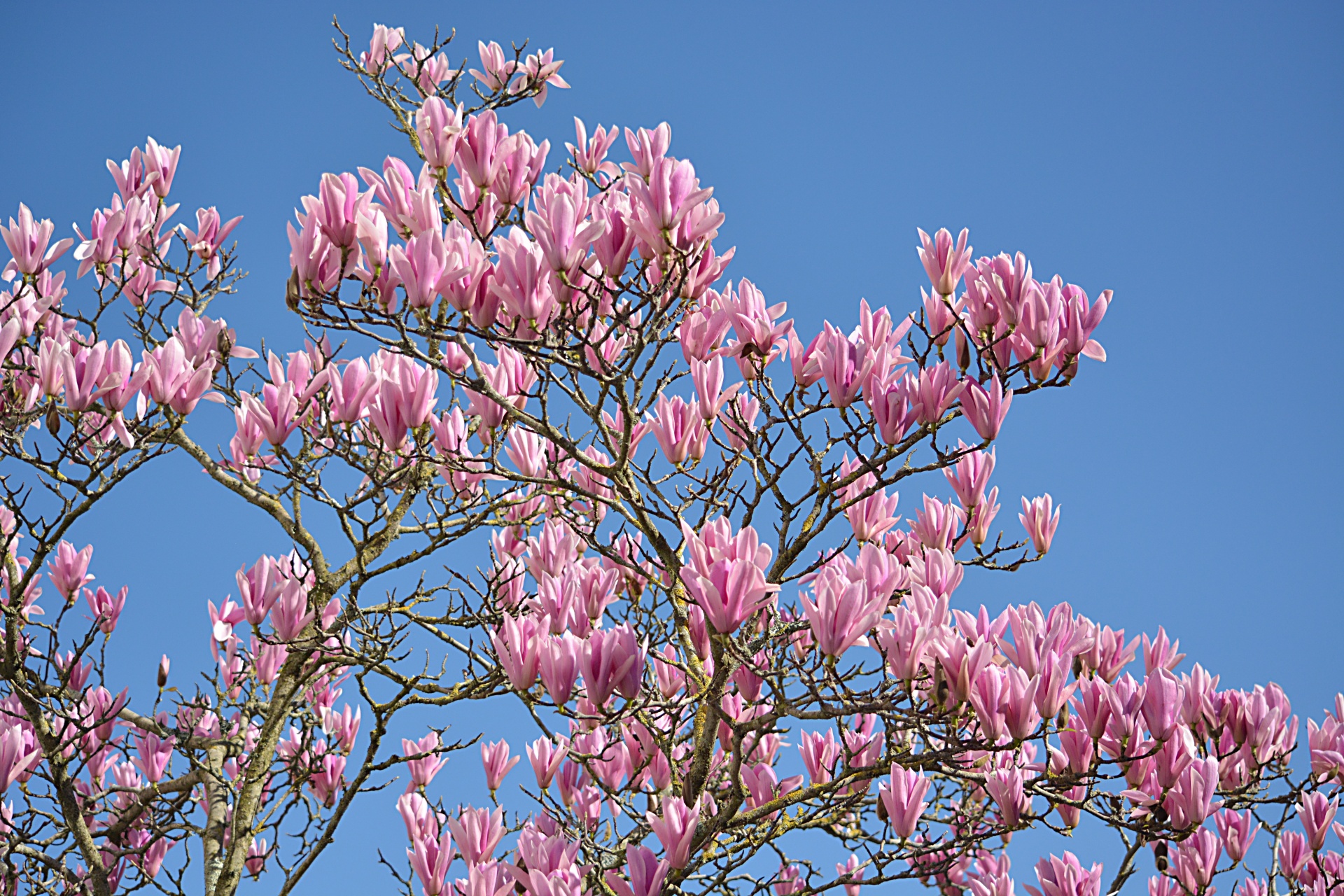 magnolias tree flowers free photo