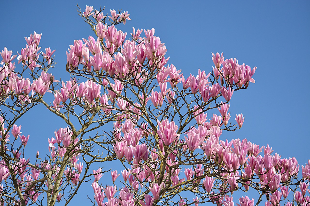 magnolias flowers tree free photo