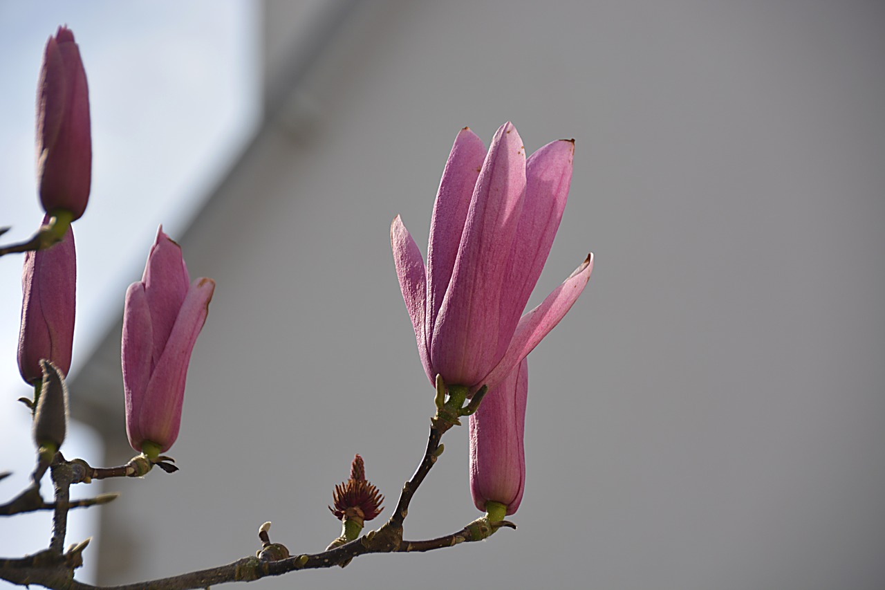 magnolias flowers spring free photo