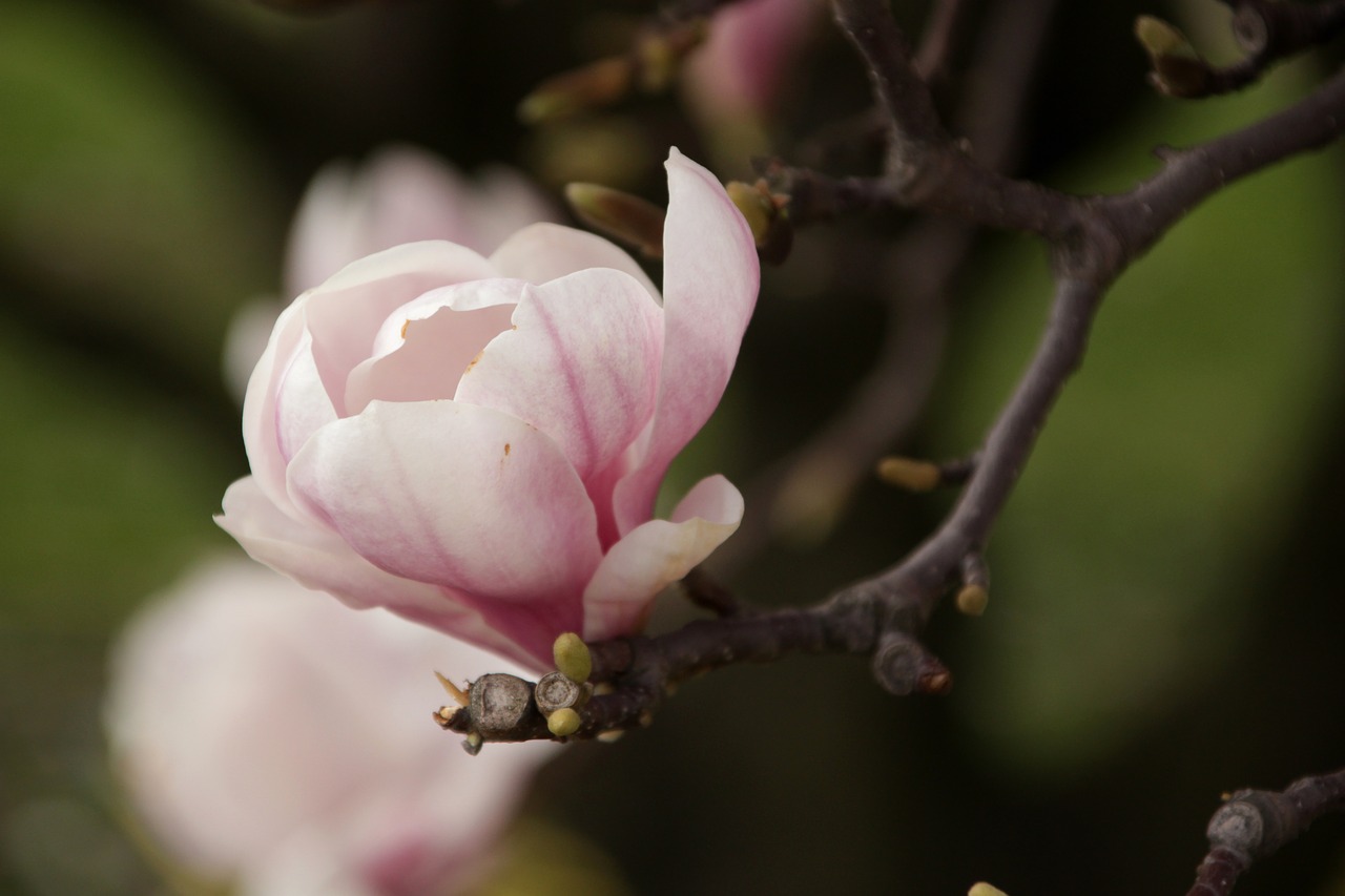 magnolias spring flowers free photo