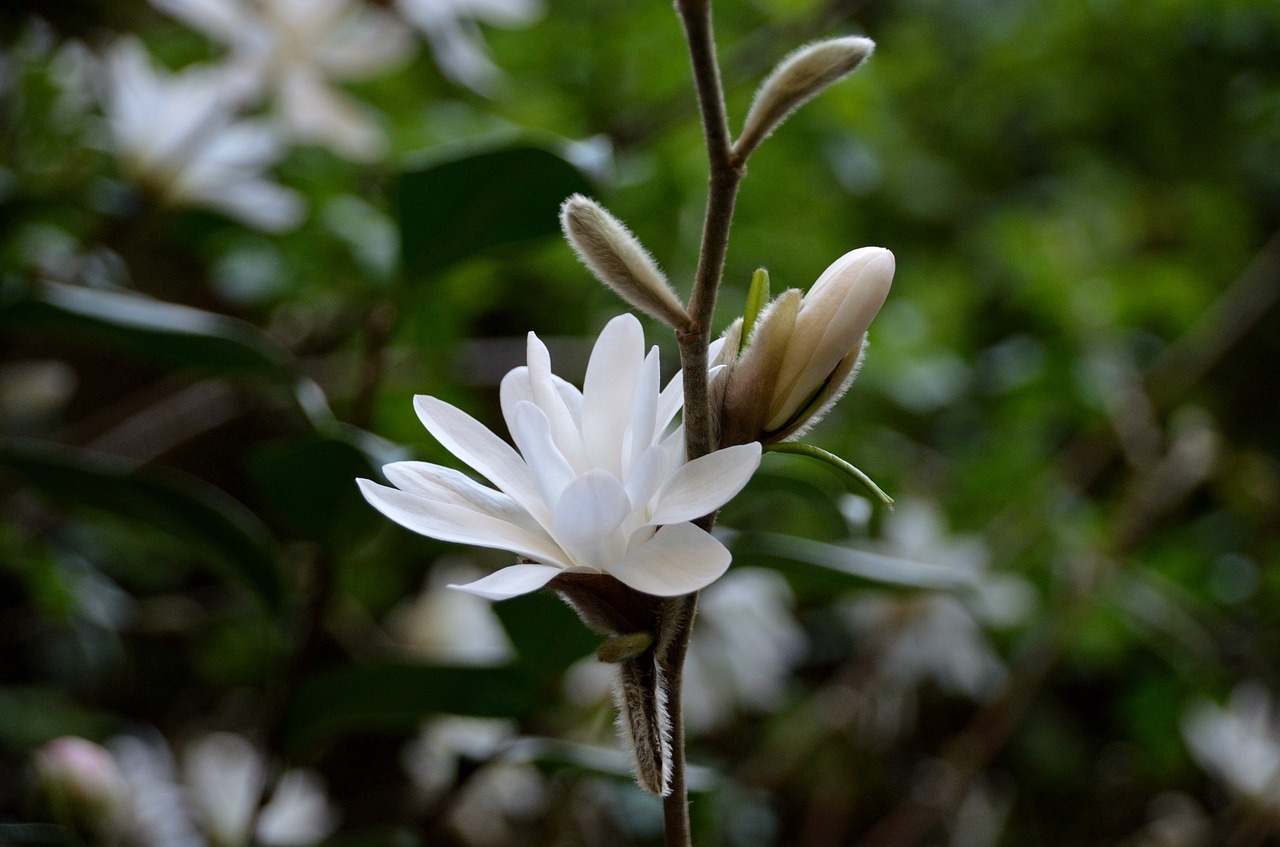 magnolias flowers white flowers free photo