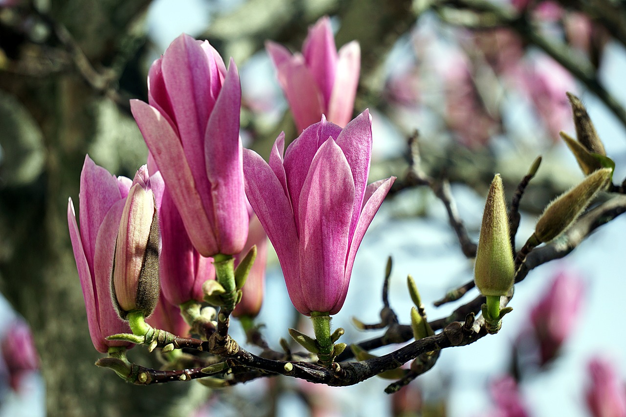 magnolias flowers tree free photo