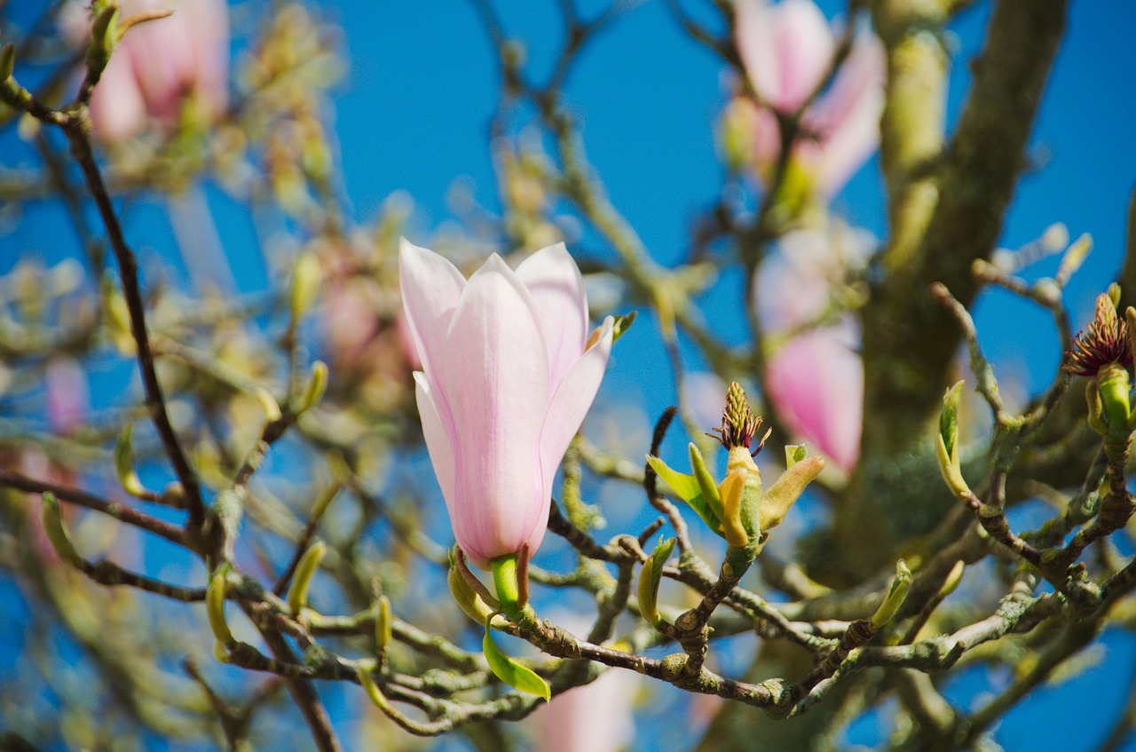 magnolias flower nature free photo