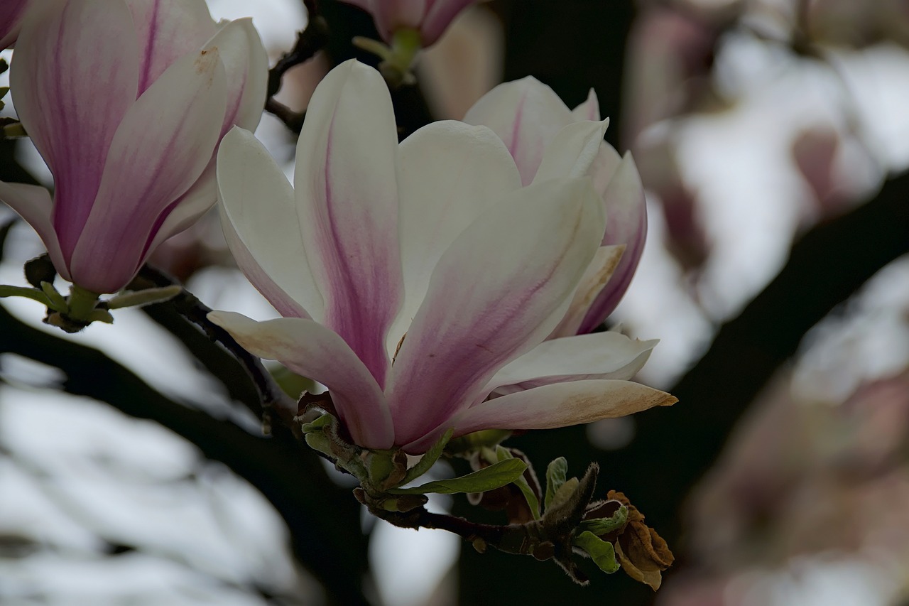 magnolias magnolia flower flower free photo