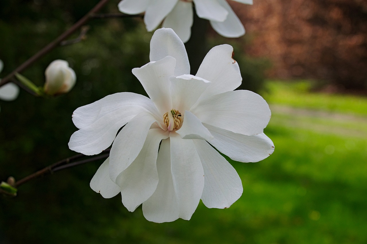 magnolias white magnolia magnolia flower free photo