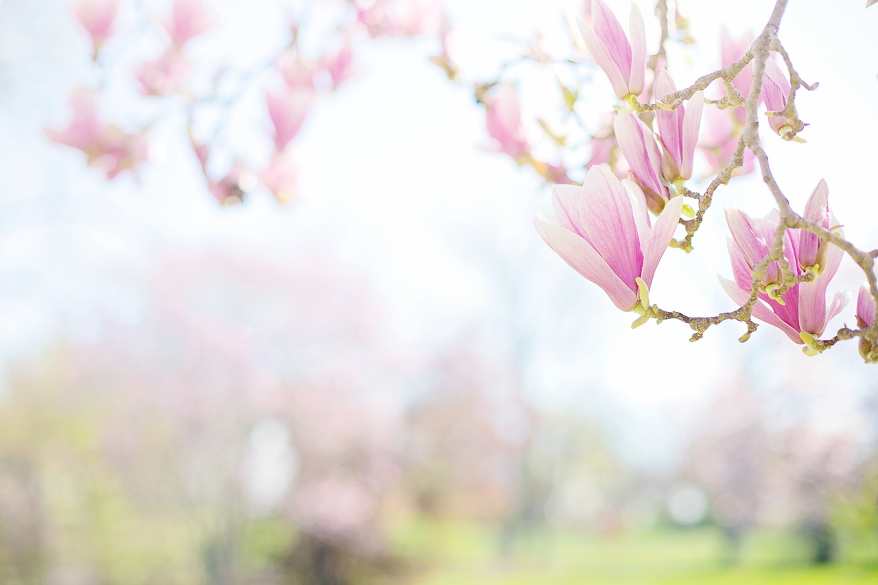 magnolias  pink  background free photo