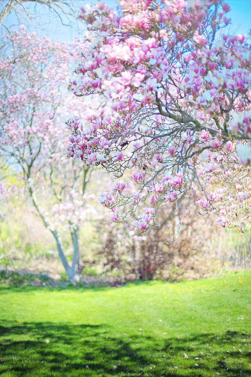 magnolias  pink  background free photo