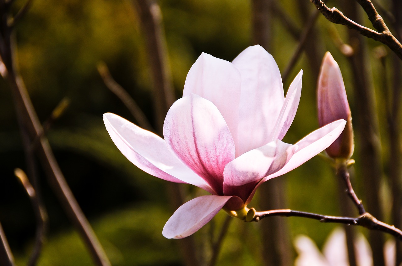 magnolias flower blossom free photo