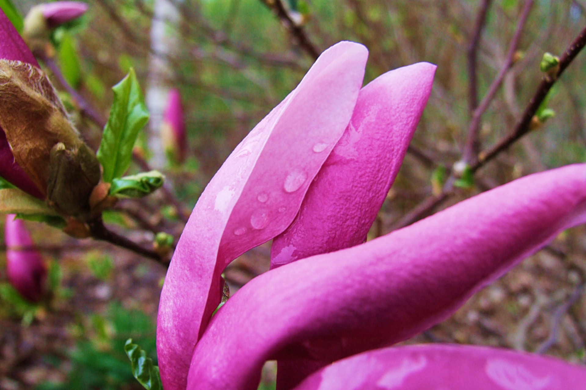 garden spring flower magnolia free photo