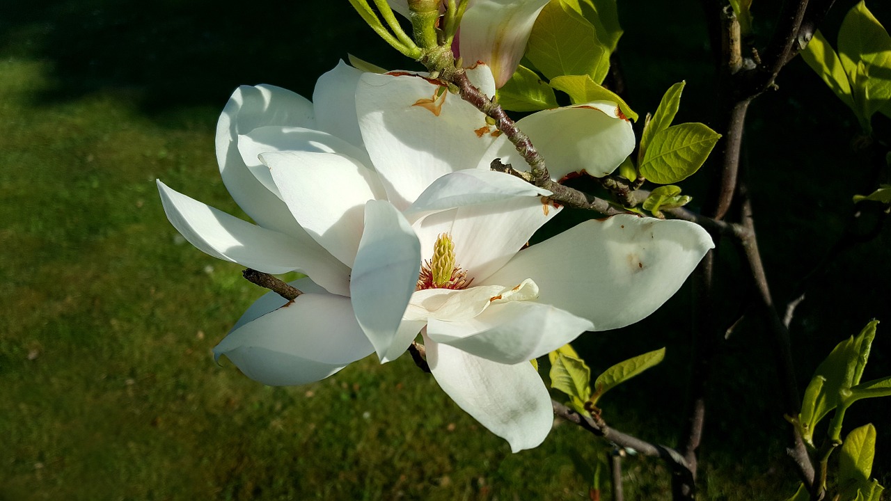 magnolieblomst flowering magnolia tree sankt jørgens park odense free photo