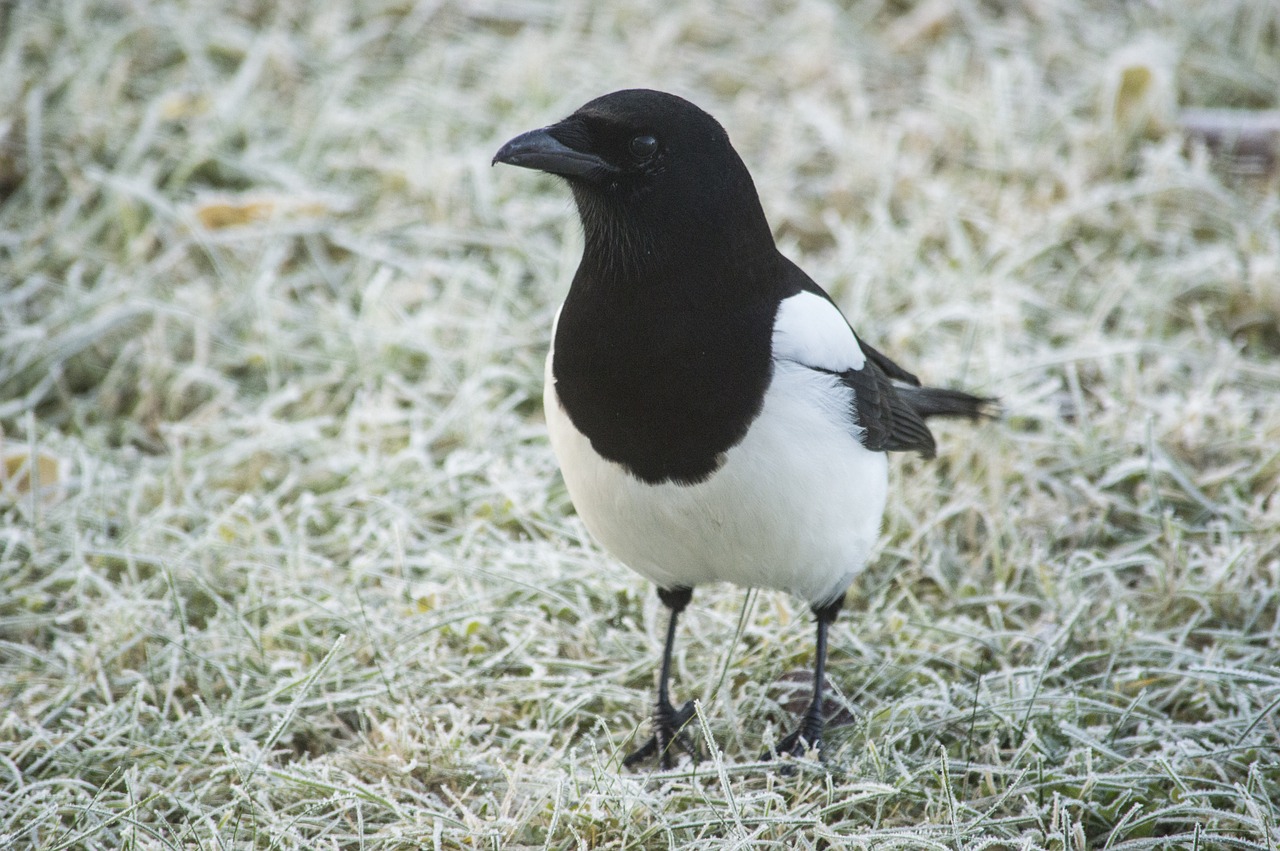 magpie bird bird food free photo