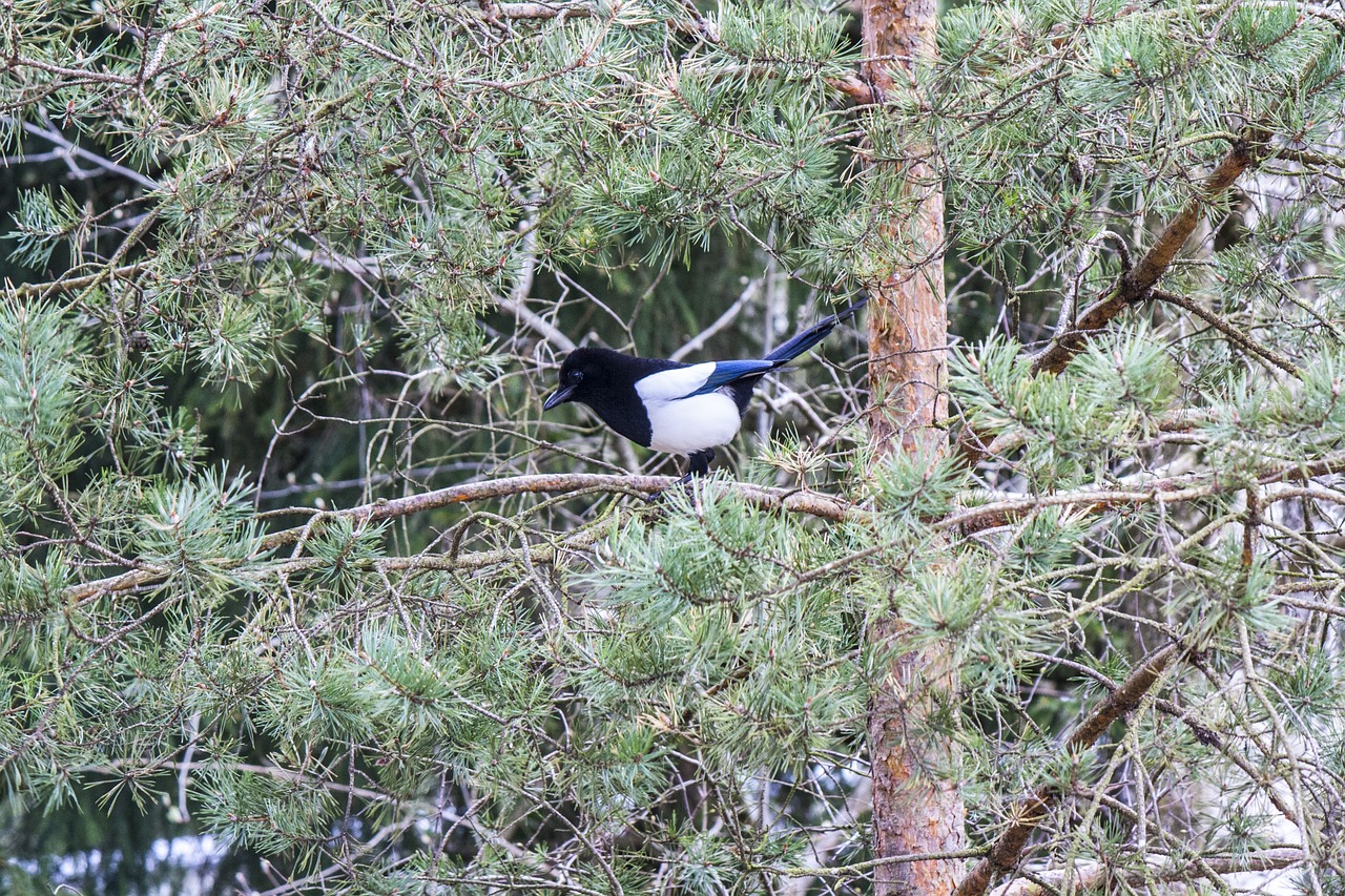 magpie bird sweden free photo