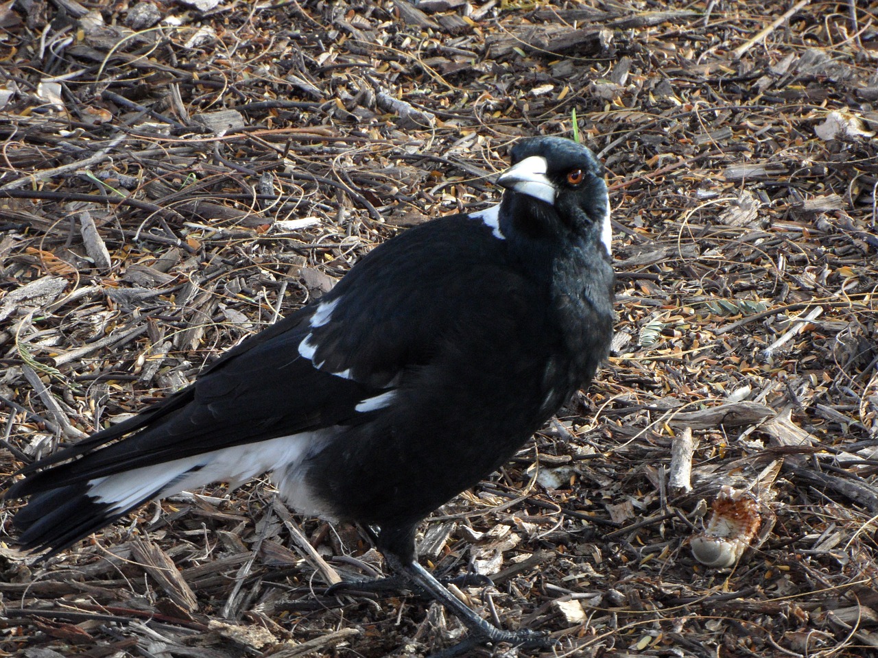 magpie bird wildlife free photo